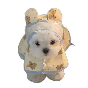 The Bear Raincoat